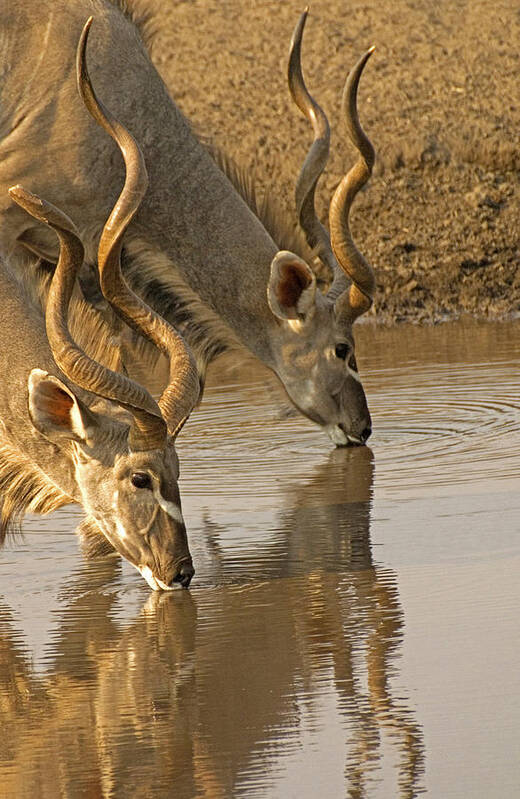 Kudu Poster featuring the photograph Kudus by Dennis Cox