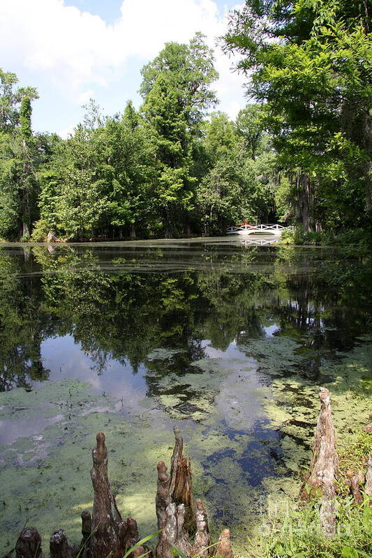 Lake Poster featuring the photograph Lake On The Magnolia Plantation With White Bridge by Christiane Schulze Art And Photography