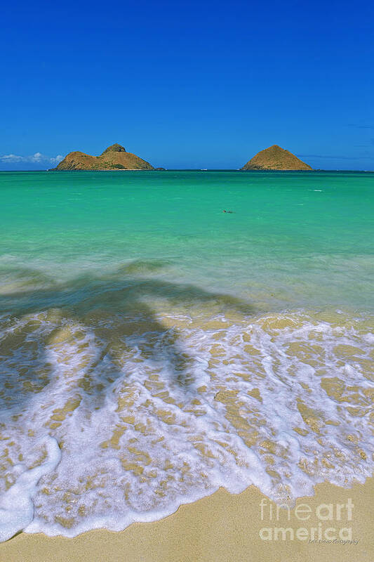 Lanikai Beach Poster featuring the photograph Lanikai Beach Palm Shadow and Sea Turtle by Aloha Art