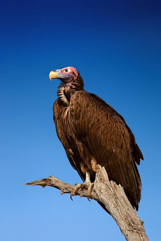 Vulture Poster featuring the photograph Lappetfaced Vulture against blue sky by Johan Swanepoel