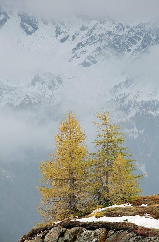 No-one Poster featuring the photograph Larch Trees In The Mountains by Bob Gibbons