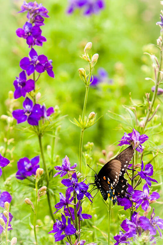 Fredericksburg Poster featuring the photograph Larkspur Visitor by Melinda Ledsome