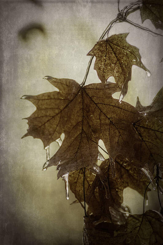 Ice Poster featuring the photograph Leaf and Ice with texture by Wayne Meyer