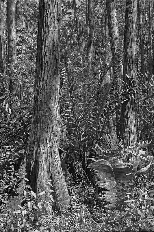 Black & White Landscape Poster featuring the photograph Leather Fern. Shingle Creek Basin. by Chris Kusik