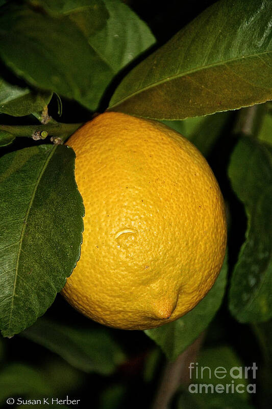 Lemon Poster featuring the photograph Lemon Fresh by Susan Herber