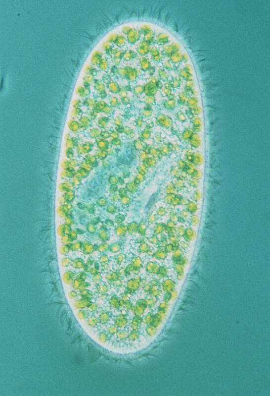 Phase Contrast Optics Poster featuring the photograph Light Micrograph Of Paramecium Sp. by Dr. David J. Patterson/science Photo Library