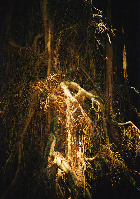 Giant Fig Poster featuring the photograph Light Roots by Evelyn Tambour