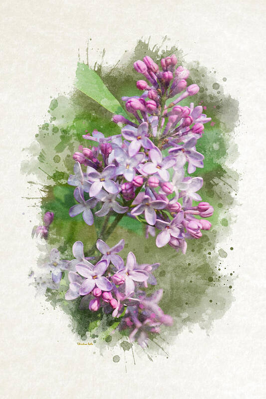 Lilacs Poster featuring the mixed media Lilac Watercolor Art by Christina Rollo