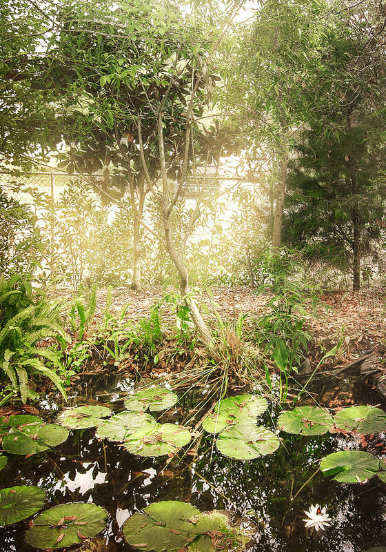 Tranquil Poster featuring the photograph Lily Pond by Judy Hall-Folde