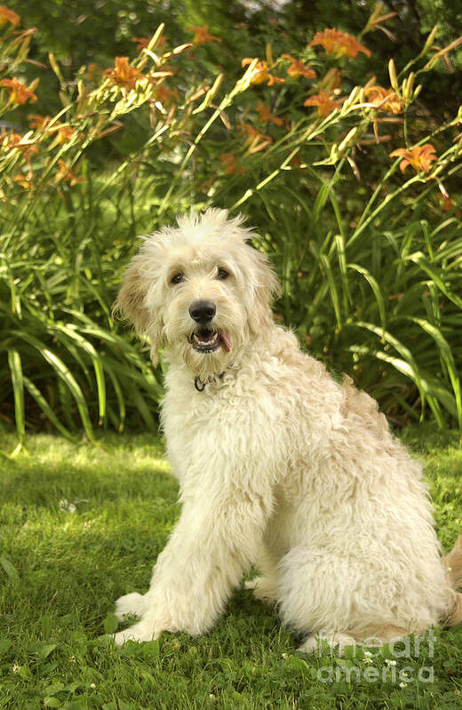 Dog Poster featuring the photograph Lily the Goldendoodle with Daylilies by Anna Lisa Yoder