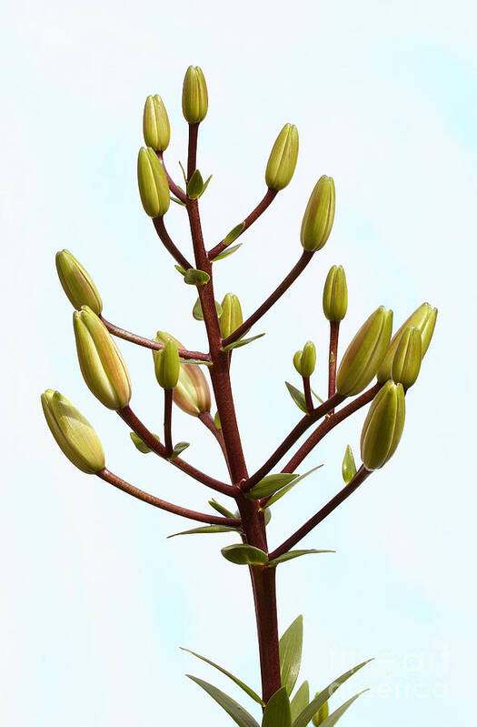 Lily Buds Poster featuring the photograph Lily Tree by Steve Augustin