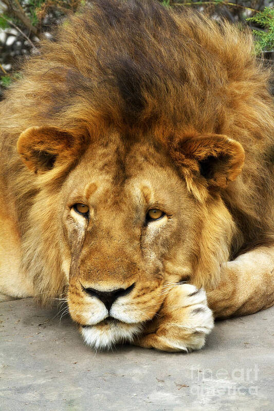 Lions Poster featuring the photograph Lion King Emeritus by Chris Scroggins