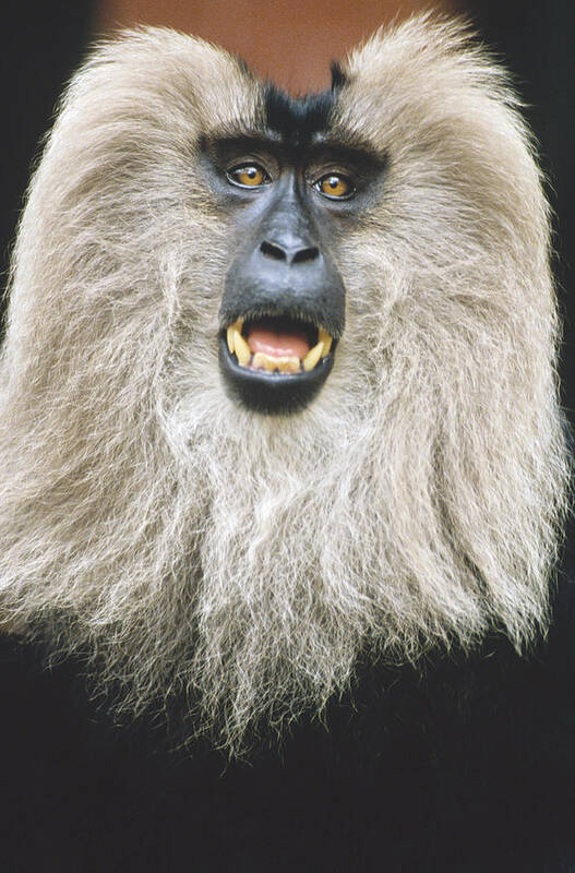 Feb0514 Poster featuring the photograph Lion-tailed Macaque Calling India by Konrad Wothe