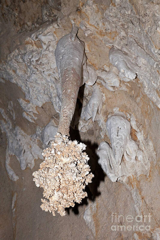 Carlsbad Poster featuring the photograph Lions Tail Carlsbad Caverns National Park by Fred Stearns