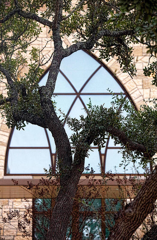 Nature Tree Poster featuring the photograph Live Oak in Front of Church Window by Linda Phelps