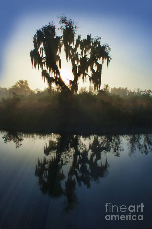 Live Oak Poster featuring the photograph Live oak with Spanish Moss in morning by Dan Friend