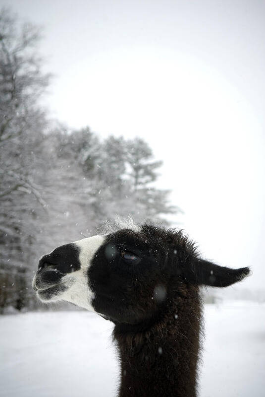 Alpaca Poster featuring the photograph Llama Profile In Snowfall, Maine, New by Peter Dennen