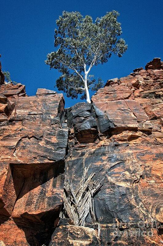 Outback Poster featuring the photograph Lone Ghost Gum at Petermann Hills by Peter Kneen