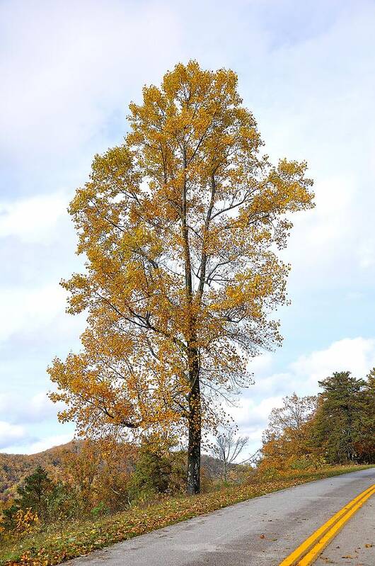 Blueridge Parkway Poster featuring the photograph Lone Tree by Todd Hostetter