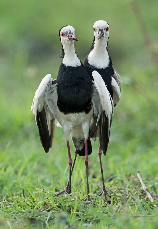 Africa Poster featuring the photograph Long-toed Lapwings by Tony Camacho/science Photo Library