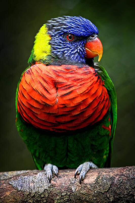 Lorikeet Poster featuring the photograph Lorikeet Perched by Athena Mckinzie
