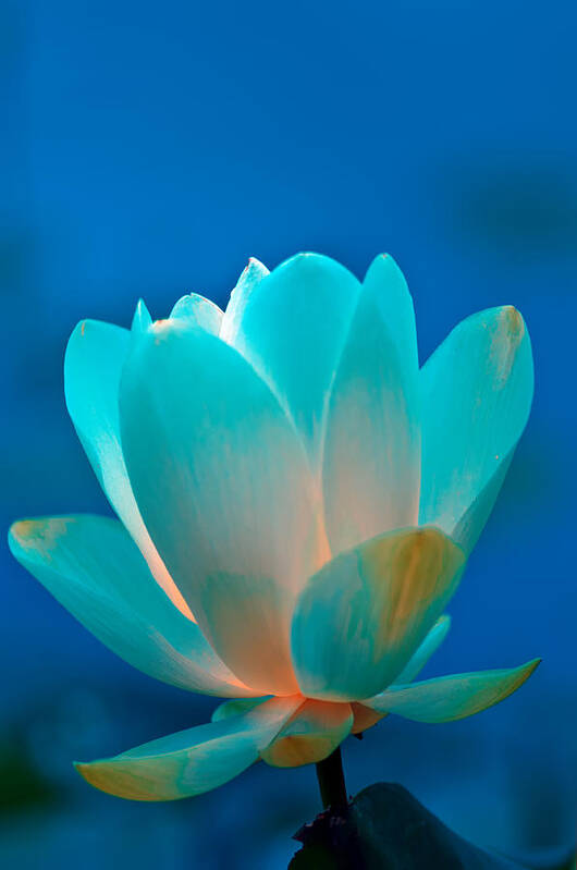 Lotus Lillie Poster featuring the photograph Lotus Natural Inner Light by Randall Branham