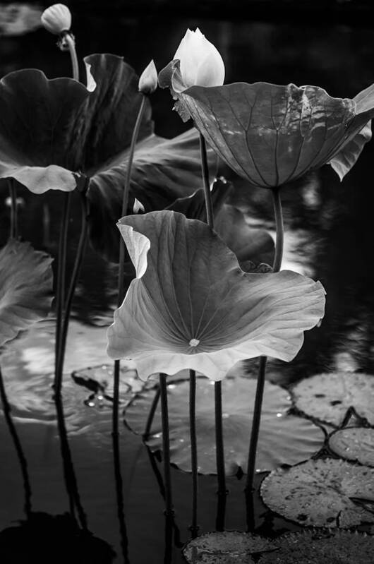 Mauritius Poster featuring the photograph Lotuses in the Pond II. Black and White by Jenny Rainbow