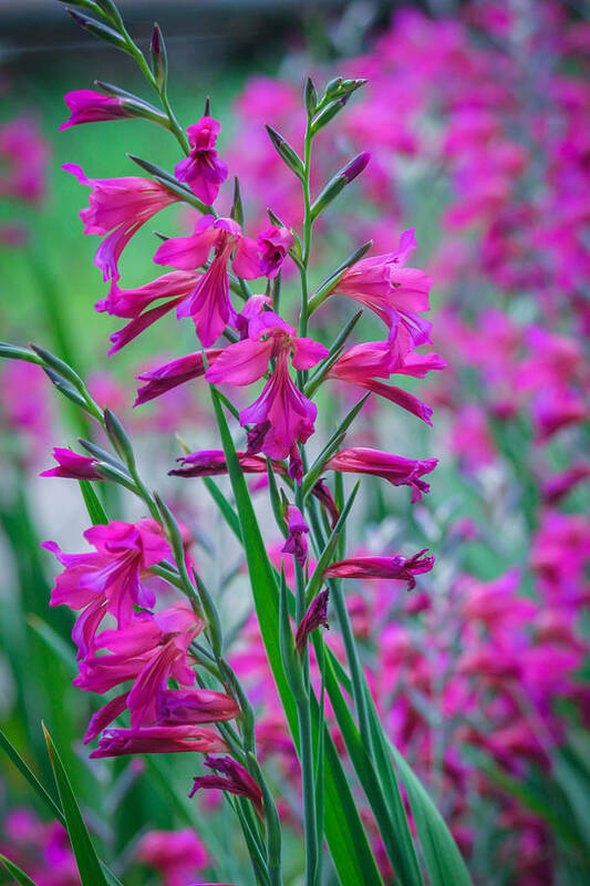 Flower Poster featuring the photograph Louisiana Pink Iris Fulva by Ester McGuire