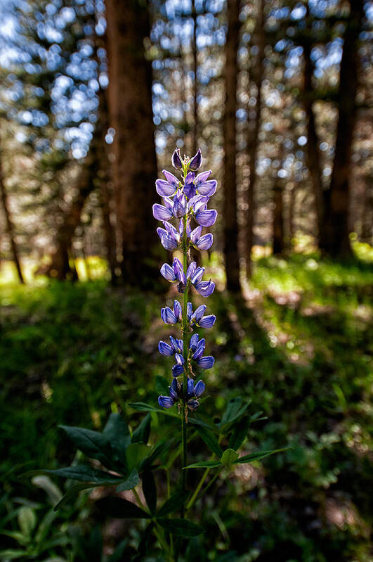 depth Of Field eastern Sierra Flower Light Purple sierra Nevada Yosemite national Park Scenic Nature Landscape Trees Green Poster featuring the photograph Lupine by Cat Connor