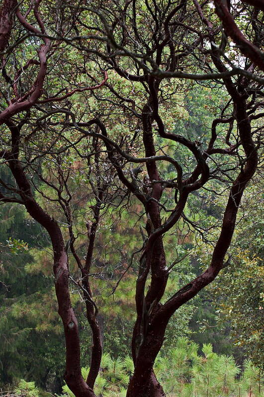 Madrone Poster featuring the photograph Madrone 2 by Christina Ochsner