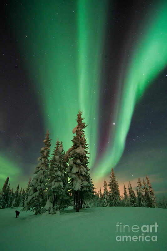 Northern Lights Poster featuring the photograph Magic winter night by Priska Wettstein