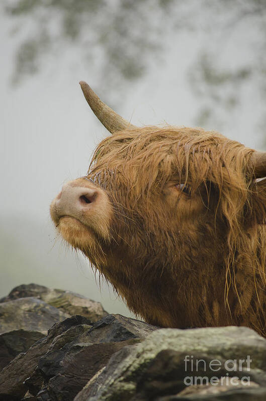 Linsey Williams Poster featuring the photograph Majestic Highland Cow by Linsey Williams