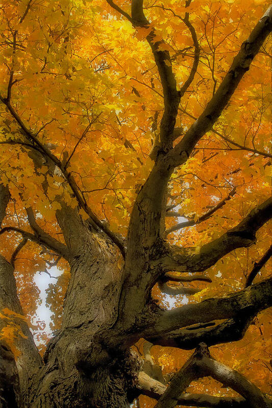 Ontario Poster featuring the photograph Majestic Maple by Gary Hall
