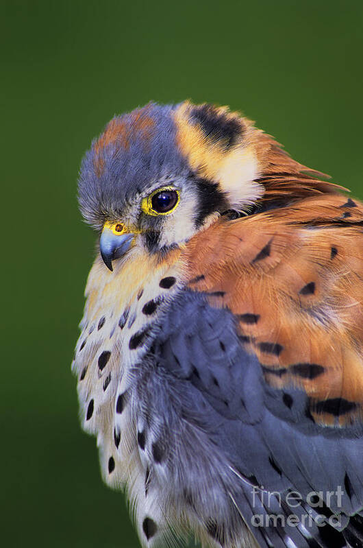 Dave Welling Poster featuring the photograph Male American Kestrel Falco Sparverius Captive by Dave Welling