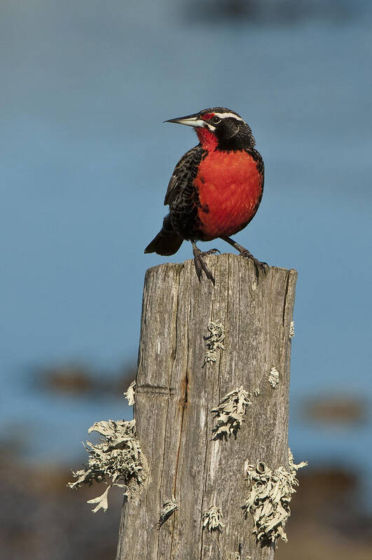 Animal Poster featuring the photograph Male Long-tailed Meadowlark On Fencepost by John Shaw