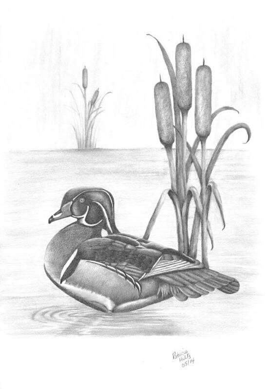 Wood Duck Poster featuring the drawing Male Wood Duck by Patricia Hiltz