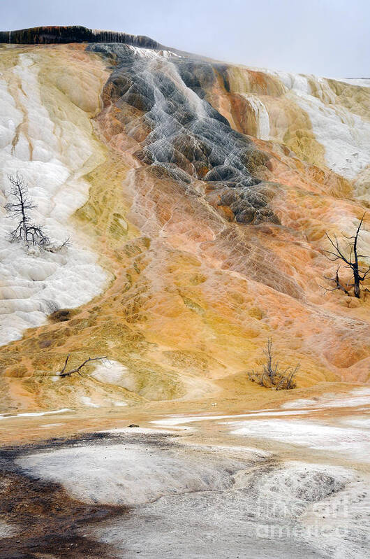 Mammoth Hot Springs Poster featuring the photograph Mammoth Hot Springs - Yellowstone by Cindy Murphy -NightVisions