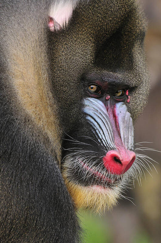 Feb0514 Poster featuring the photograph Mandrill Male by Thomas Marent