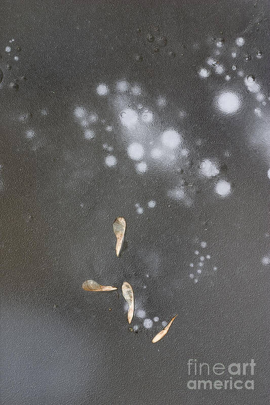 Ice Poster featuring the photograph Maple seeds on ice by Steven Ralser