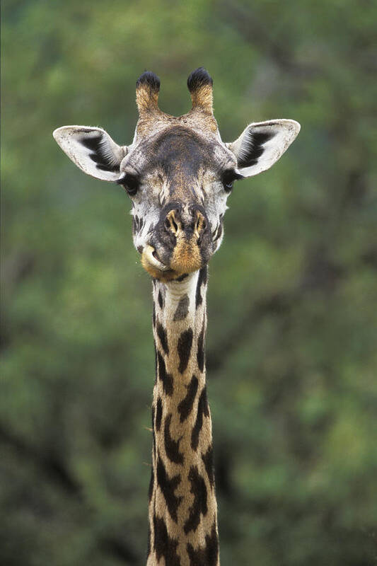 00198689 Poster featuring the photograph Masai Giraffe Serengeti by Konrad Wothe