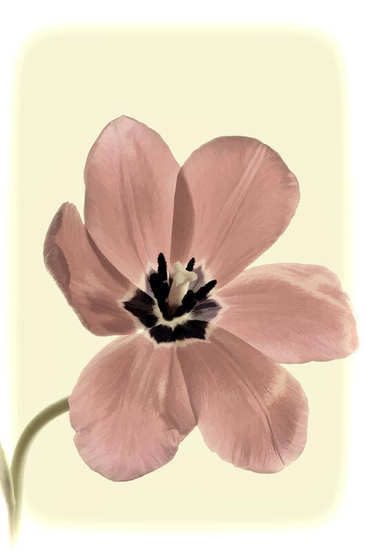 Flower Poster featuring the photograph Mauve Tulip Transparency by Phyllis Meinke
