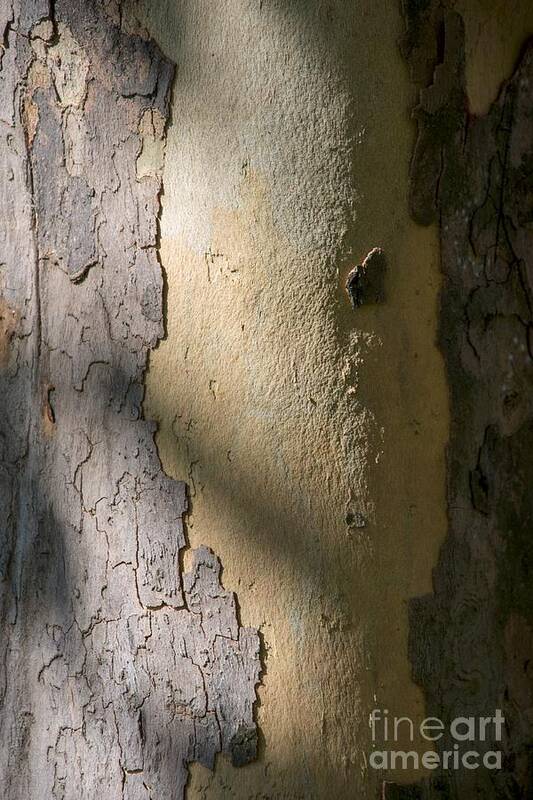 Tree Poster featuring the photograph Meridian by Joseph Yarbrough