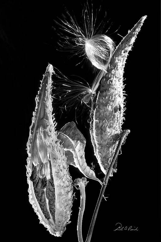 Black And White Poster featuring the photograph Milk Weed Duo by Frederic A Reinecke