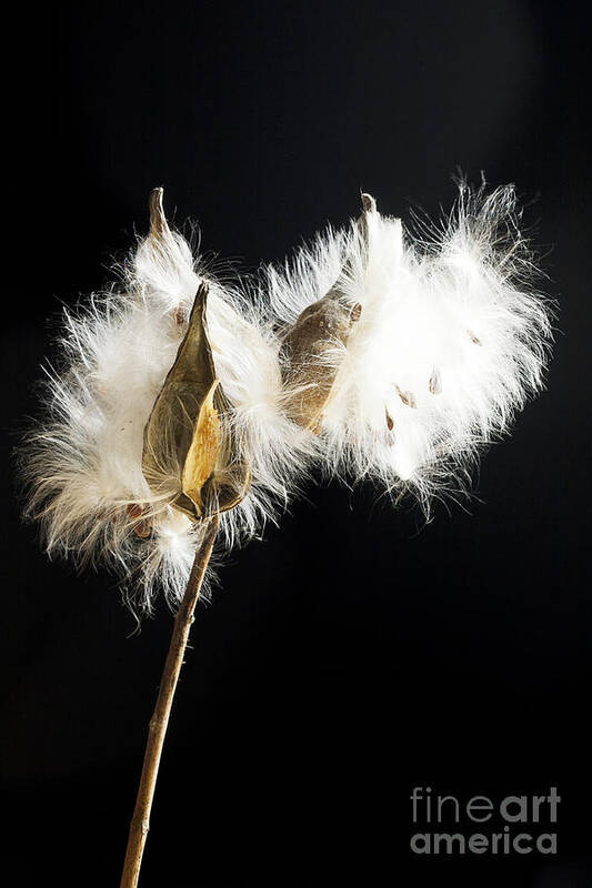 Milkpod Poster featuring the photograph Milkweed by Patty Colabuono