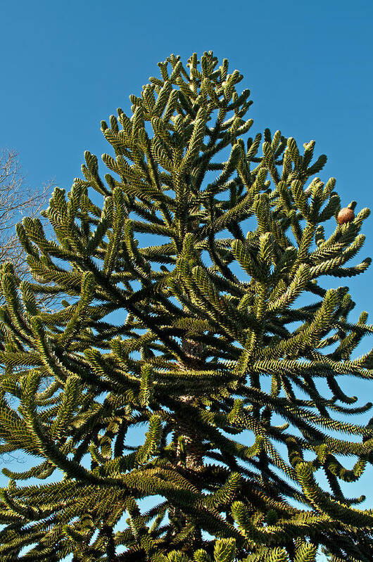Green Poster featuring the photograph Monkey Puzzle Tree E by Tikvah's Hope