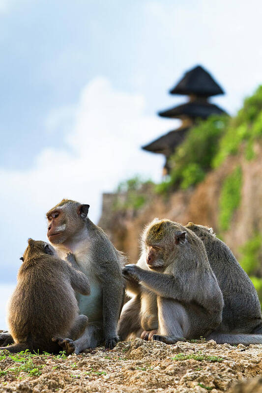Animal Themes Poster featuring the photograph Monkeys At Uluwatu Temple by Matthew Micah Wright
