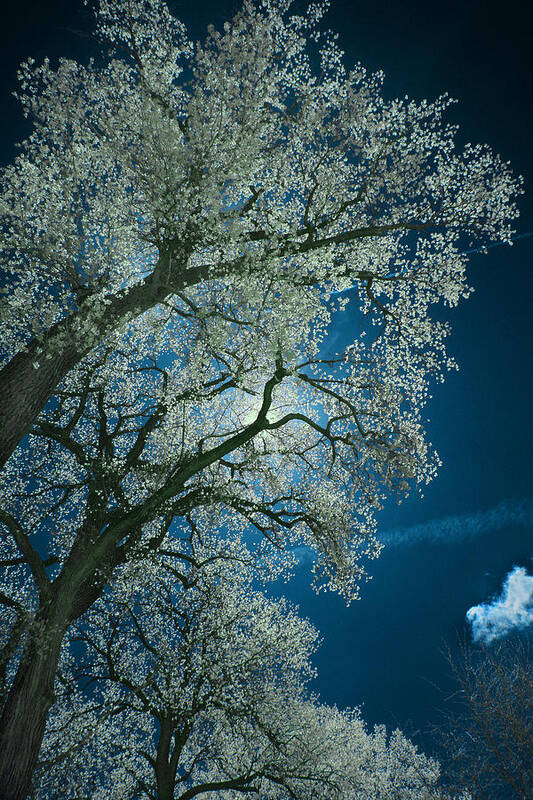 Moonlight Poster featuring the photograph Moonlight by Jamieson Brown