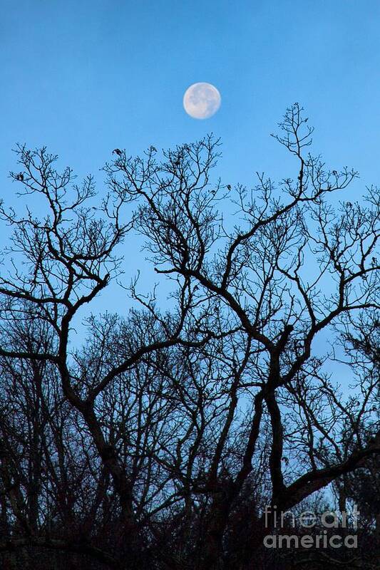 Trees Poster featuring the photograph Moonset Blue Ridge Mountains by John Harmon
