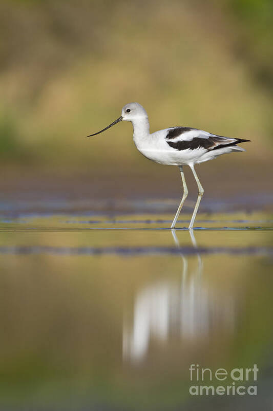 Bird Poster featuring the photograph Morning Avocet by Bryan Keil