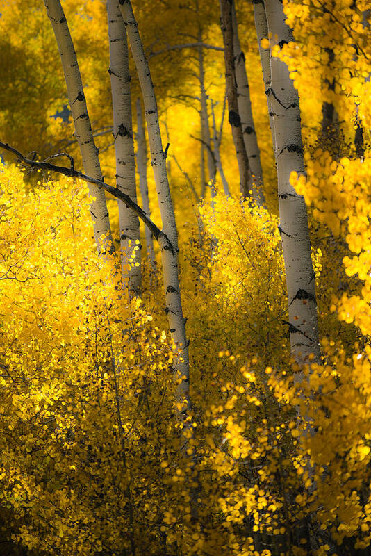 Aspen Trees Poster featuring the photograph Morning Glow by Chuck Jason